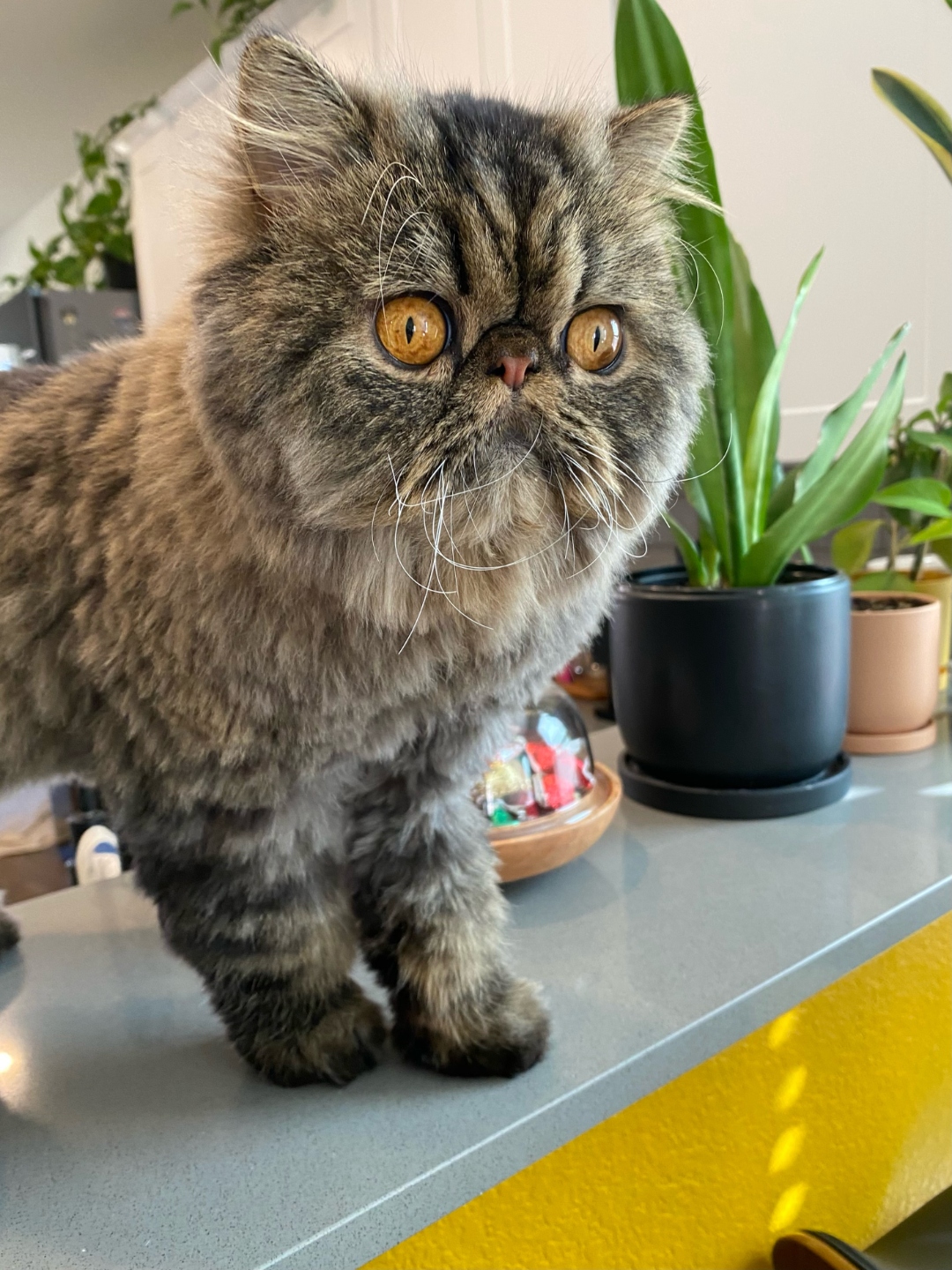 Mr. Mozart on the counter