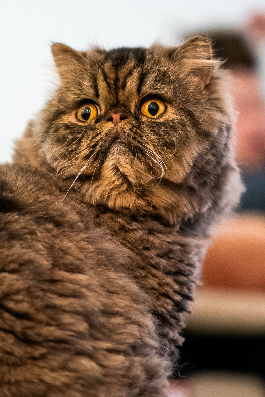 Mr. Mozart aka Mr. Mo